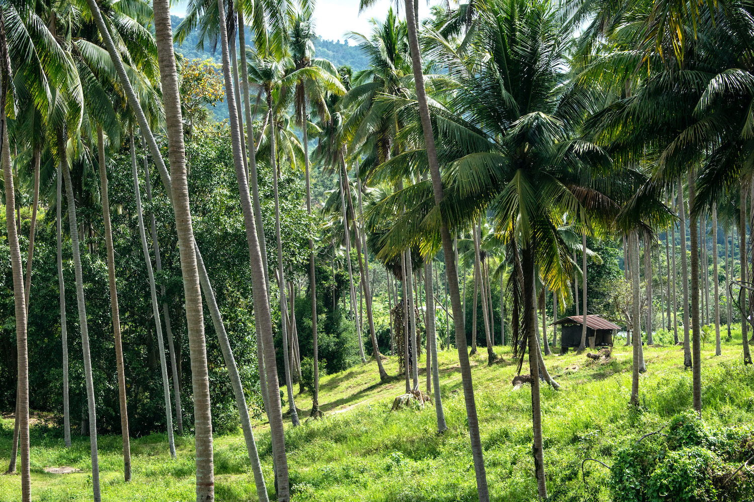 Samui Starts Here